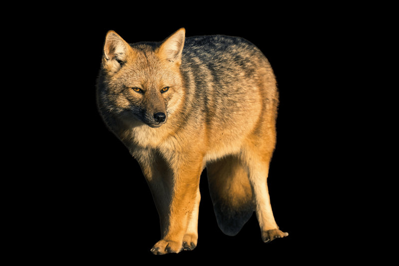 Culpeo (Lycalopex culpaeus)