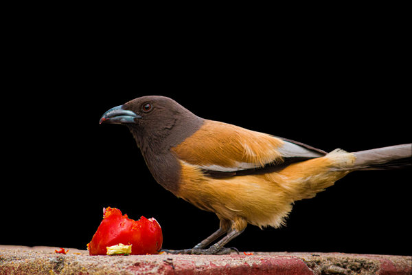 Rufous Treepie (Dendrocitta vagabunda) in the wild