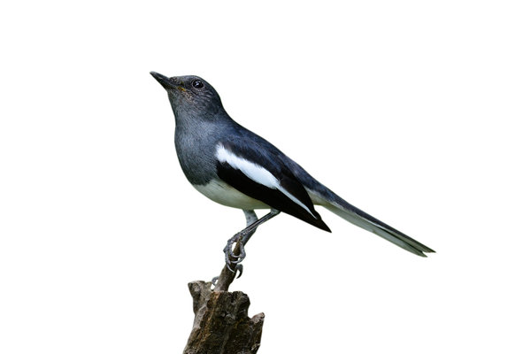 Oriental Magpie-Robin (Copsychus saularis) in the wild