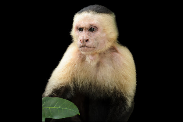 White-faced Capuchin (Cebus capucinus) in the wild