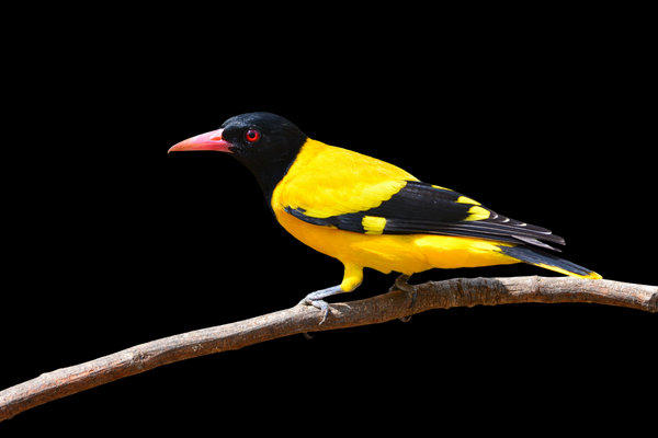Black-hooded Oriole (Oriolus xanthornus) in the wild