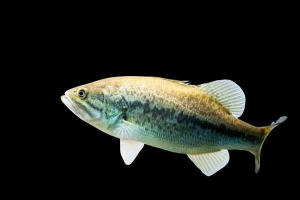 Largemouth Bass (Micropterus salmoides) in the wild