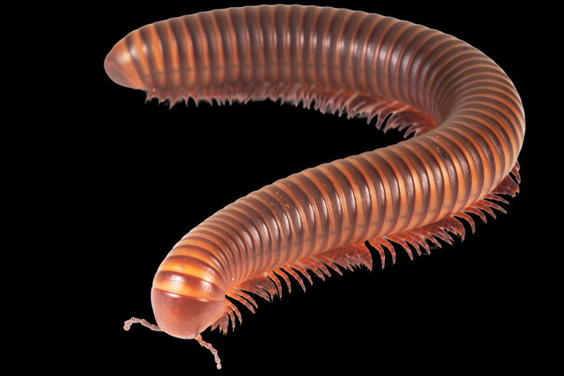 Millipede (Harpagophoridae spp., e.g., Giant African)