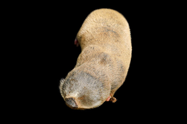 Lesser Mole Rat (Nanospalax leucodon)             in the wild