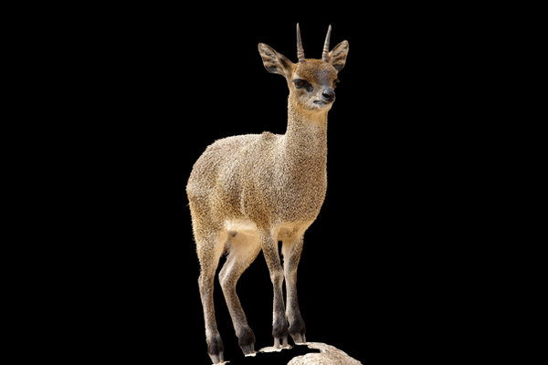 Klipspringer (Oreotragus oreotragus) in the wild