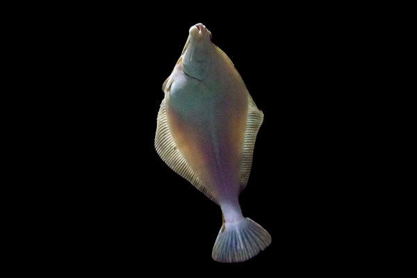 Pacific Halibut (Hippoglossus stenolepis) in the wild