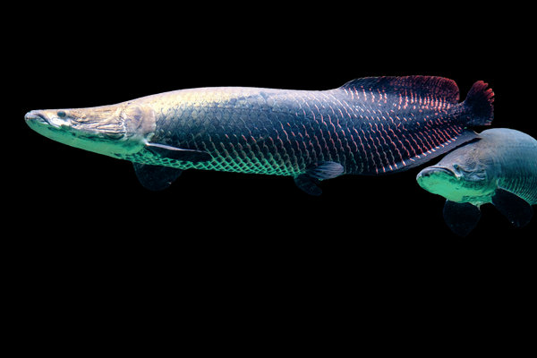 Arapaima (Arapaima gigas) in the wild