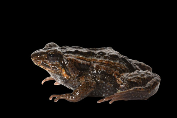 Common Eastern Froglet (Crinia signifera) in the wild