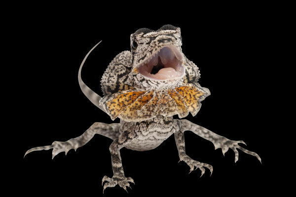 Frilled Lizard (Chlamydosaurus kingii) in the wild