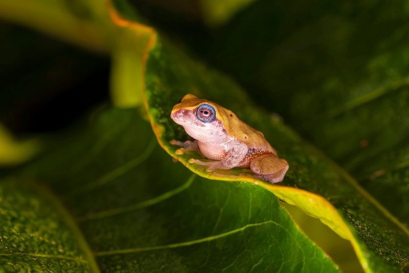 Coorg Yellow Bush Frog (Raorchestes luteolus)