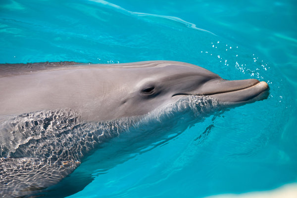 Bottlenose Dolphin (Tursiops truncatus) in the wild