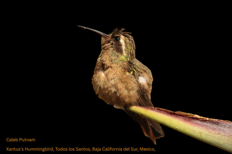Xantus's Hummingbird (Basilinna xantusii)