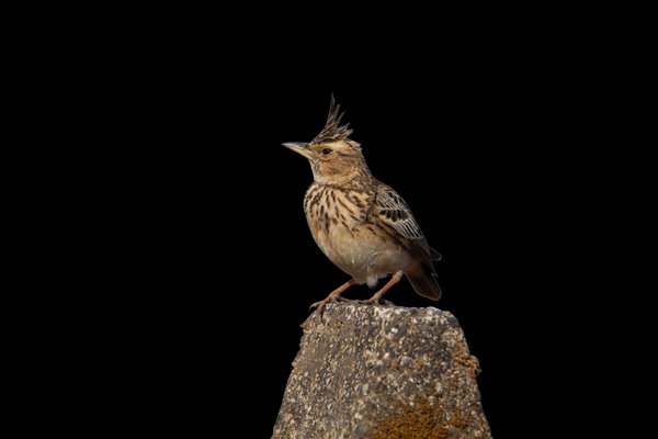 Indian Bushlark (Mirafra erythroptera) in the wild