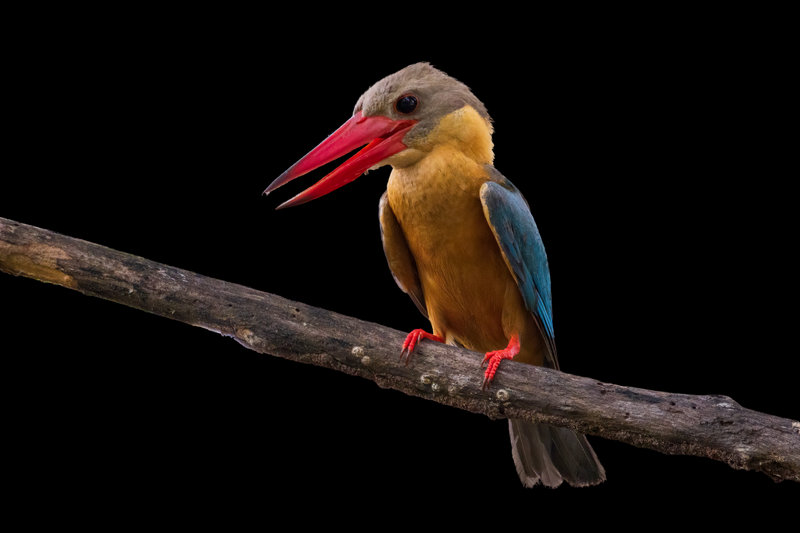 Stork-billed Kingfisher (Pelargopsis capensis) — Indian subcontinent southeast Asia