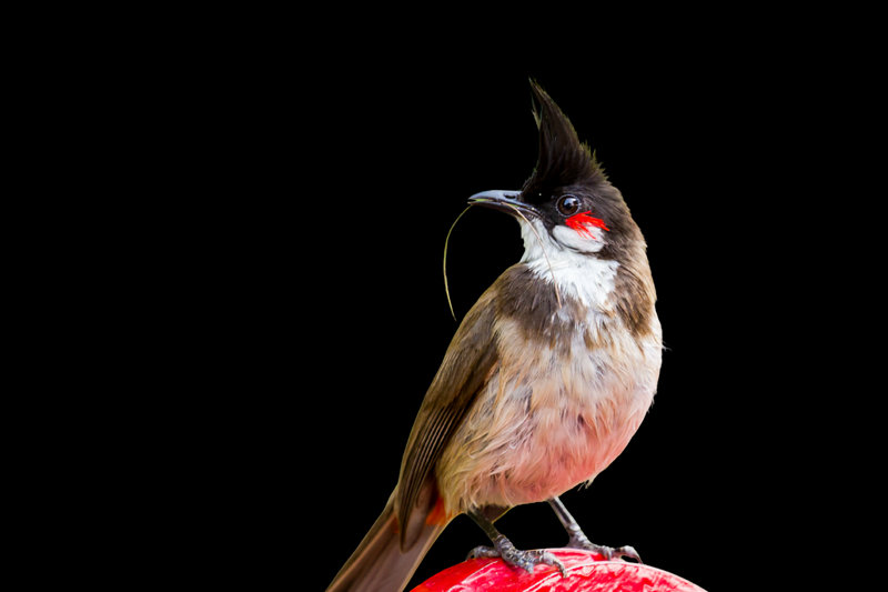 Red-whiskered Bulbul (Pycnonotus jocosus)