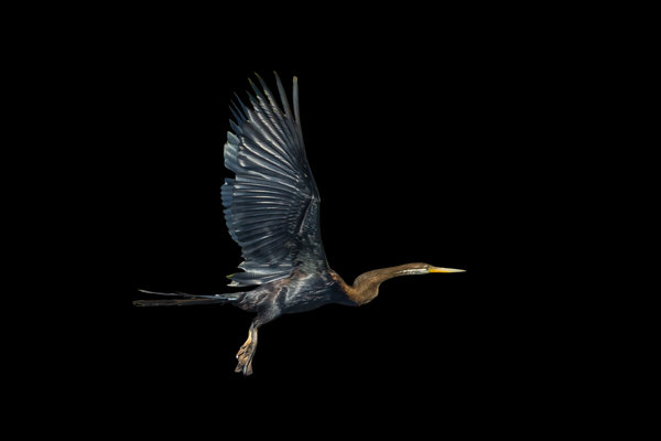 Oriental Darter (Anhinga melanogaster) in the wild