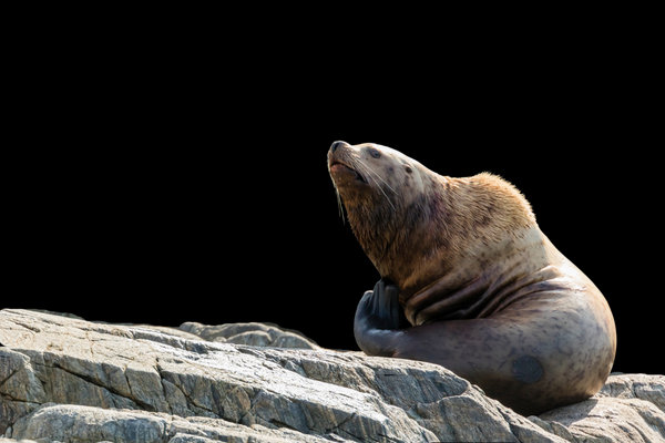 Steller Sea Lion (Eumetopias jubatus) in the wild