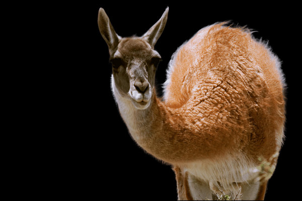 Guanaco (Lama guanicoe) in the wild