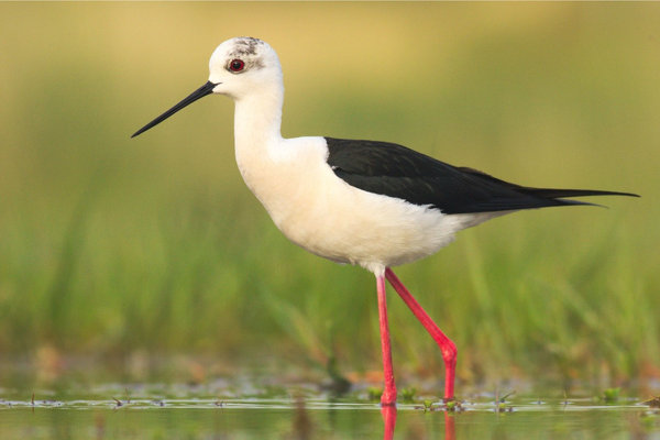 Black-winged Stilt (Himantopus himantopus) in the wild