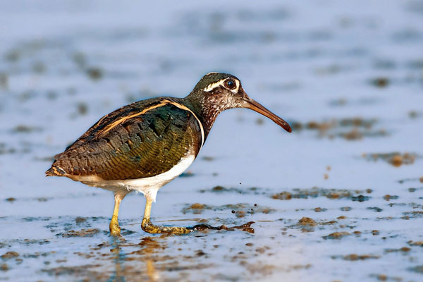 Greater Painted-Snipe (Rostratula benghalensis) in the wild