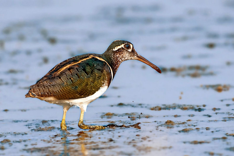 Greater Painted-Snipe (Rostratula benghalensis) — Indian subcontinent southeast Asia Africa