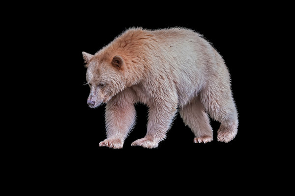 Spirit Bear / Kermode Bear (Ursus americanus kermodei) in the wild