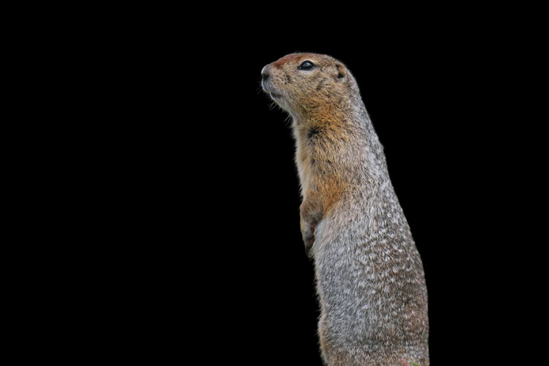 Spotted Souslik (Spermophilus suslicus)