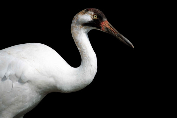 Whooping Crane (Grus americana) in the wild