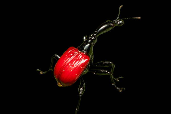 Giraffe Weevil (Trachelophorus giraffa) in the wild
