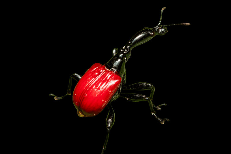 Giraffe Weevil (Trachelophorus giraffa)