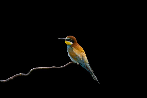 European Bee-eater (Merops apiaster) in the wild