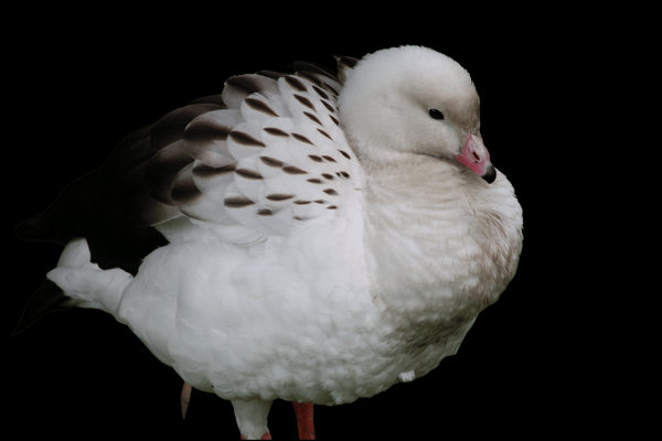 Andean Goose (Oressochen melanopterus) in the wild