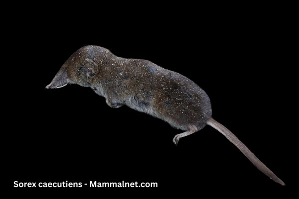 Masked Shrew (Sorex caecutiens) in the wild