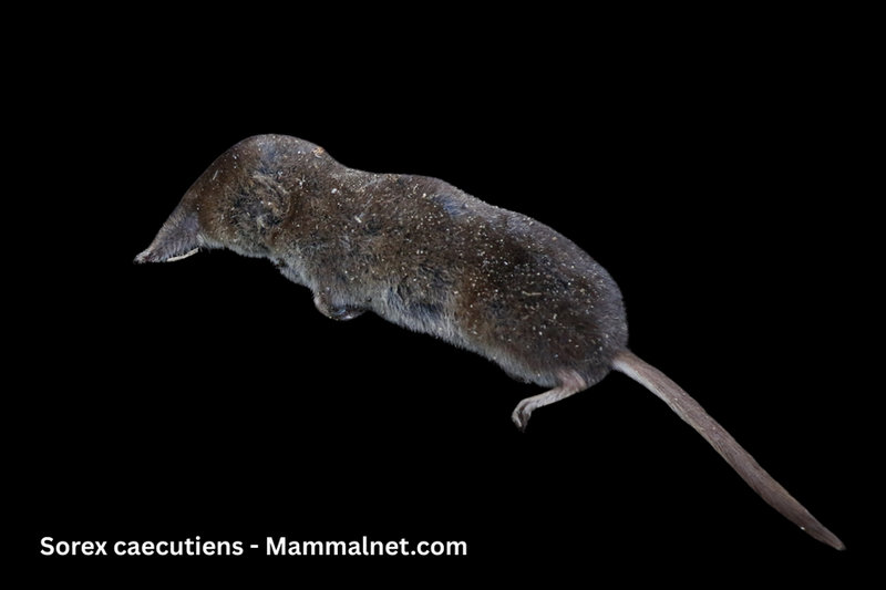 Masked Shrew (Sorex caecutiens)