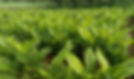unnamed (2)_edited.jpg