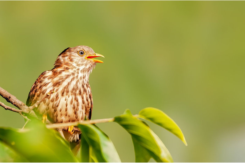 Common Hawk-Cuckoo (Hierococcyx varius) — Indian subcontinent