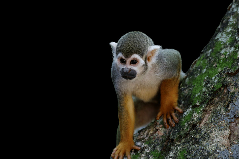 Common Squirrel Monkey (Saimiri sciureus) — Amazon basin