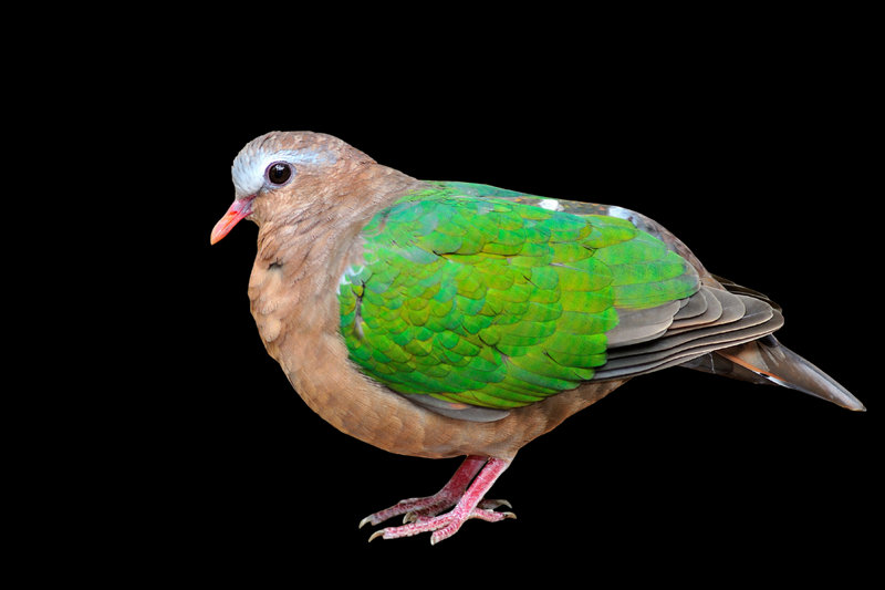 Asian Emerald Dove (Chalcophaps indica) — Indian subcontinent southeast Asia