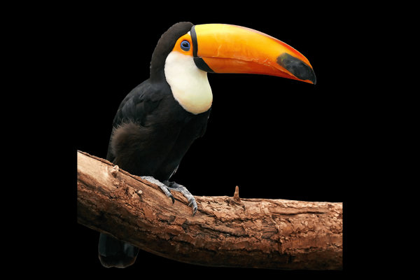 Toco Toucan (Ramphastos toco) in the wild