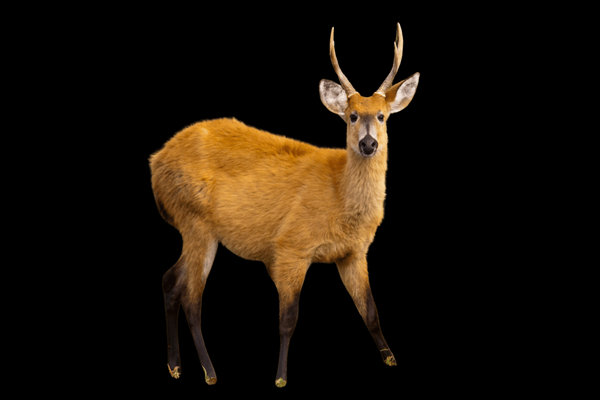 Marsh Deer (Blastocerus dichotomus) in the wild