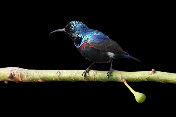 Purple Sunbird (Cinnyris asiaticus) in the wild