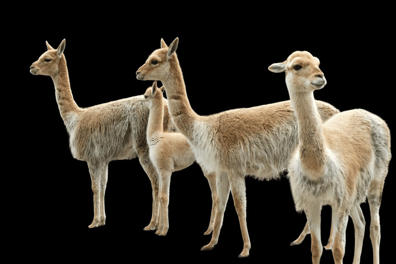 Vicuña (Vicugna vicugna)