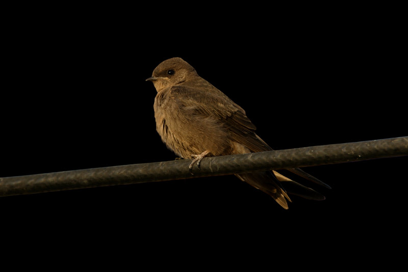 Dusky Crag-Martin (Ptyonoprogne concolor) — Indian subcontinent southeast Asia