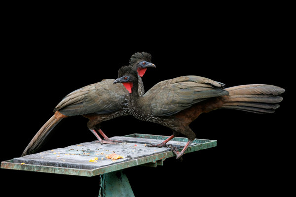 Horned Guan (Oreophasis derbianus) in the wild