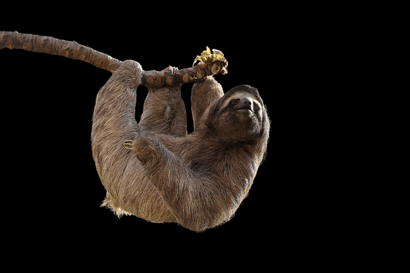 Brown-throated Sloth (Bradypus variegatus)