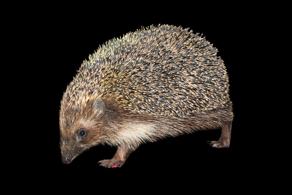 Western Hedgehog (Erinaceus europaeus)            in the wild