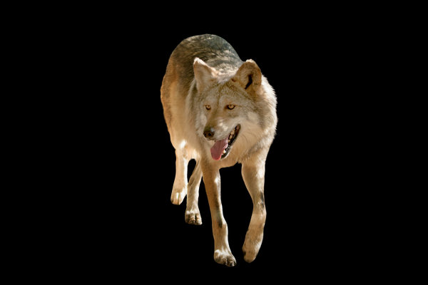 Mexican Gray Wolf (Canis lupus baileyi) in the wild
