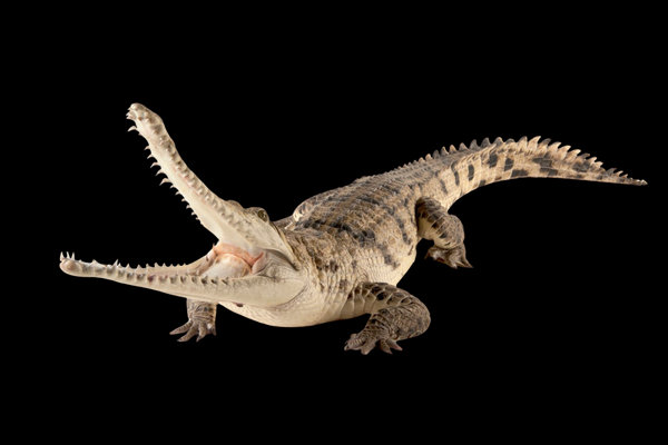 Freshwater Crocodile (Crocodylus johnstoni) in the wild