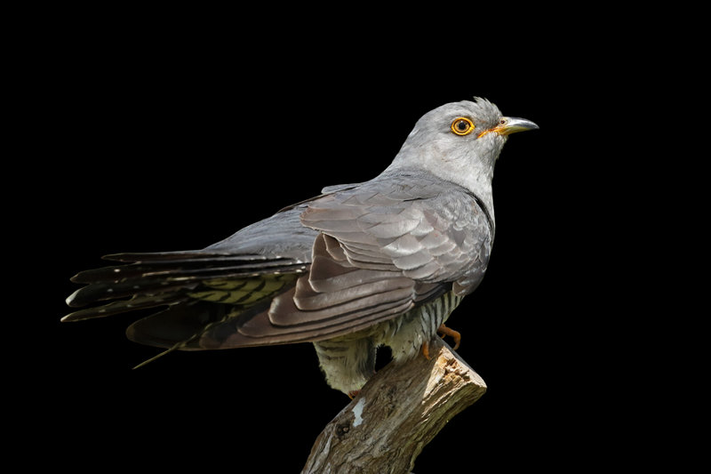 Common Cuckoo (Cuculus canorus) — Indian subcontinent Europe Africa