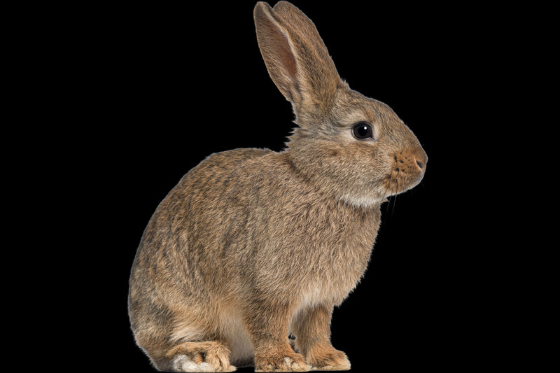 European Rabbit (Oryctolagus cuniculus) — Iberian Peninsula (native), introduced worldwide